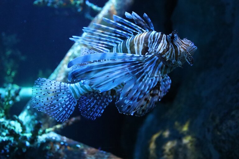 blue-fish